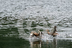 A mallard dabbling duck, Anas platyrhynchos taking off on a lake