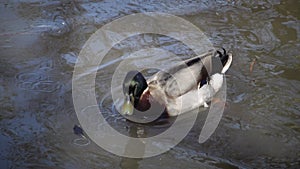 The mallard  is a dabbling duck, the bird is resting in the water and near the reservoir