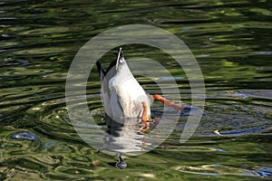 Mallard dives with its head under water for food