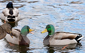 A Mallard dock quacking at another duck