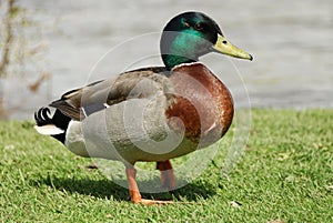 Mallard Drake