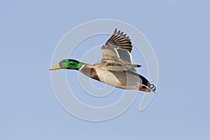 Mallard Drake