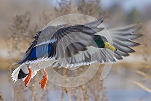 Mallard Drake