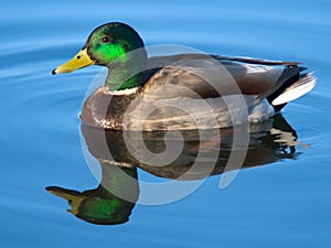 Mallard Drake