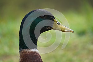 Mallard Drake