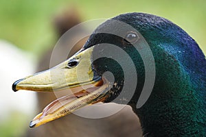 Mallard Drake