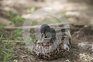 Mallard Drake