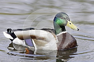 Mallard Drake (Anas platyrhynchos) photo