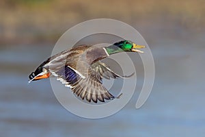 Mallard Drake - Anas platyrhynchos, flying over a wetland.