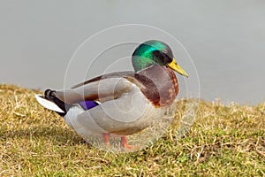 Mallard Drake - Anas platyrhynchos at rest. photo