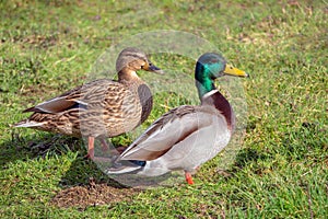 Mallard Drake and Duck - Anas platyrhynchos at rest.