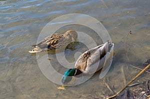 Mallard drake and duck lowered their beaks under water to drink water or eat food while in shallow water