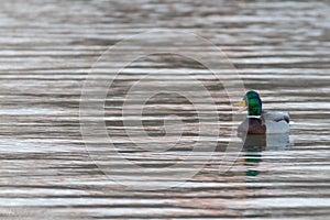 Mallard drake duck quacking