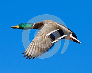 Mallard drake in flight