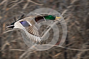 Mallard Drake in Flight