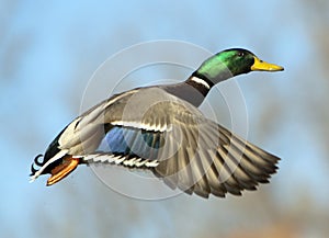 Mallard Drake In Flight On Blurred Blue Sky Background