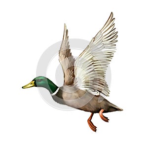 Mallard Drake In Flight