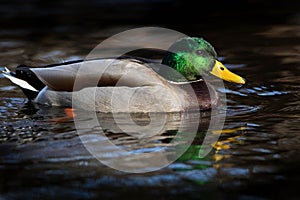 Mallard Drake Green Flash