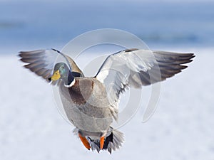 Mallard Drake Head On