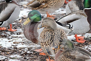 Mallard Drake & Hen Anas platyrhynchos