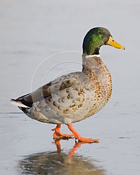 Mallard Drake on Ice