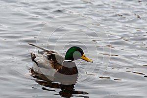 Mallard drake in ice drops floats on a winter river, close-up