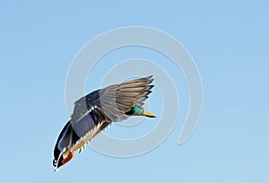 Mallard drake landing surrounded by blue sky wings above head side view