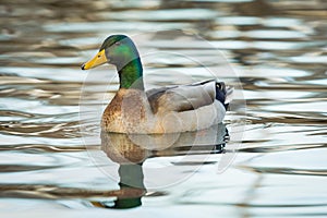 Mallard Drake male duck photo