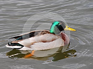 Mallard Drake on a Pond