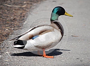 Mallard Drake Profile on Path