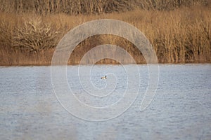 Mallard Drake Swimming