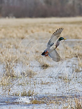 Mallard Drake taking to flight