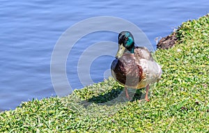 Mallard Drake Walking Alone A Lake