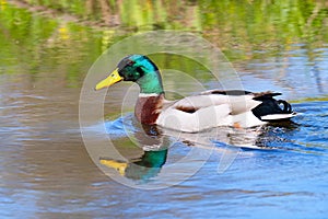 Mallard drakes in spring