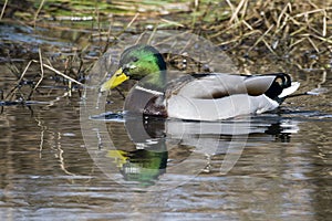 Mallard drakes in spring