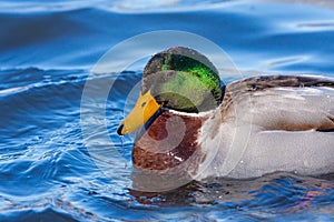 Mallard Drips Water from its Beak