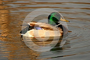 Mallard Duck