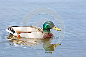 Mallard Duck
