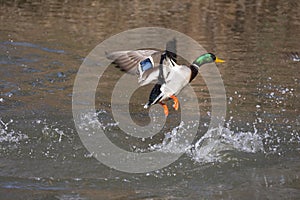 Mallard duck