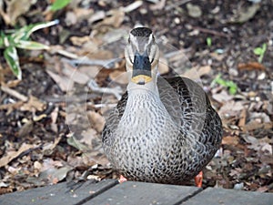 Mallard Duck