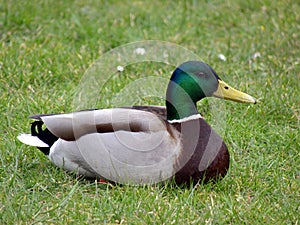 Mallard Duck