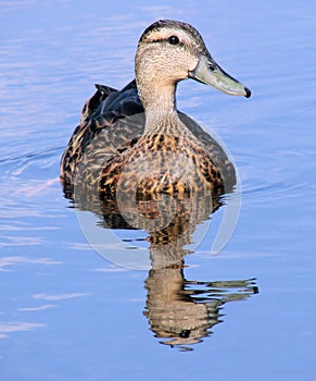 Mallard Duck