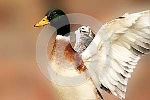 Mallard Duck