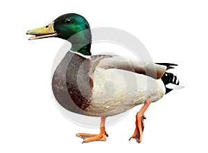 Mallard Duck photo