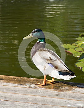 Mallard duck