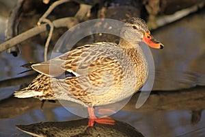 Mallard Duck