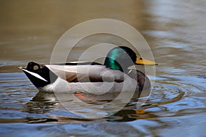 Mallard duck