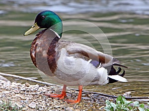 Mallard Duck