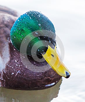 Mallard duck