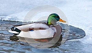 Mallard duck